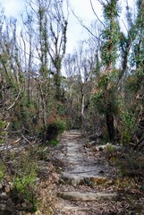 Australian bush recovers after the bush fires of 2019/20