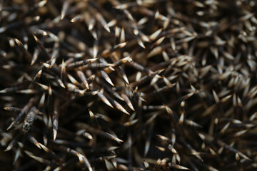 Hedgehog animal skin needles texture close up background