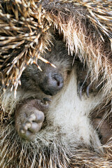 Close-up view of wild hedgehog ball defending himself.