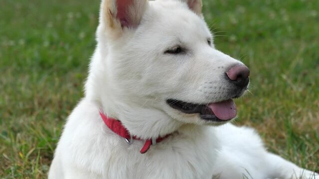 A white akita in the park on a sunny autumn day