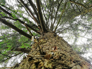 low-angle of a pine tree trunk. Conifers