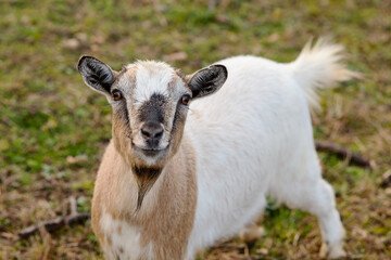 goat on the farm