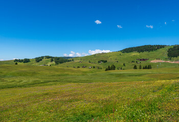 Alpe di Siusi - Seiser Alm with Sassolungo - Langkofel mountain group in background at sunset. Flowers and wooden chalets in Dolomites, Trentino Alto Adige, South Tyrol, Italy, Europe