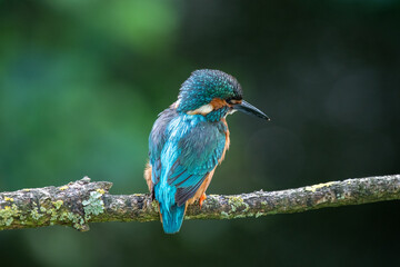 Male Kingfisher (Alcedo atthis) on a perch on a sunny morning