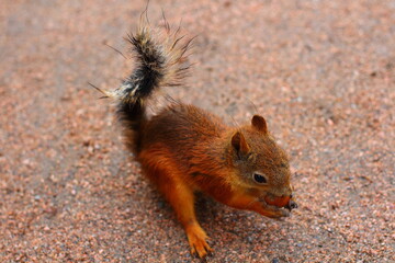 Naklejka na ściany i meble Squirrel with nut in the park in Pavlovsk. Russia