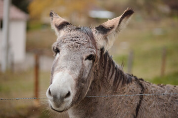 donkey on the farm behind the fence