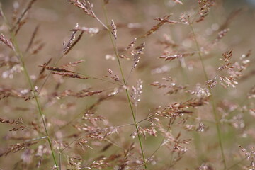 Gras