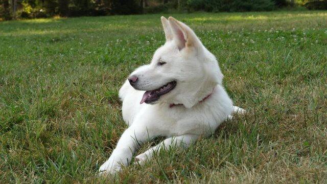 A white akita in the park on a sunny autumn day