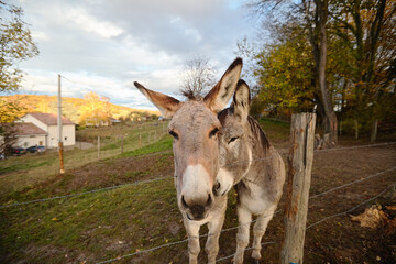 Two donkeys on the farm behind the fence