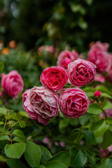 pink roses in the garden on the bush