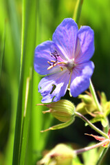 beautiful flower