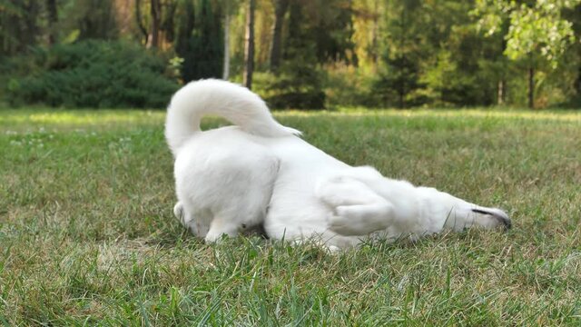 A white akita in the park on a sunny autumn day