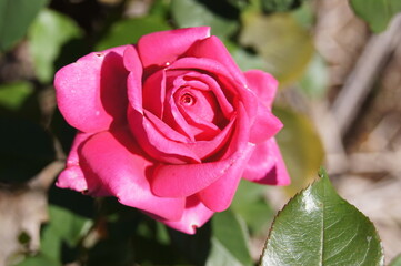 SONY DSC