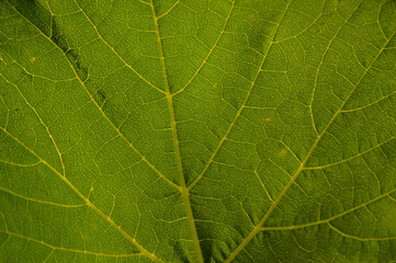 The natural texture of a green grape leaf. Eco-friendly background