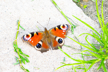 Fototapeta na wymiar Large colourful butterfly known as peacock butterfly warms up on a stone