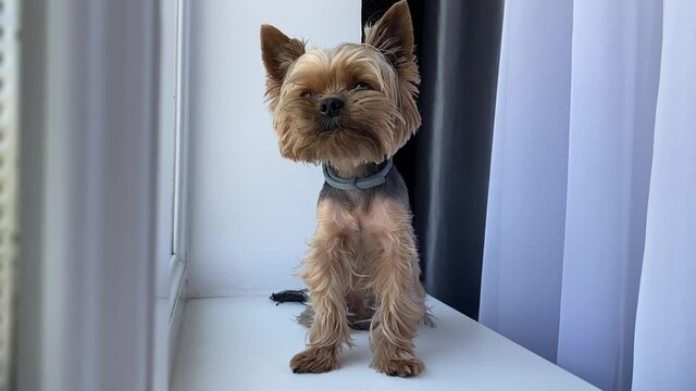 Yorkshire terrier dog on the window, looks out the window
