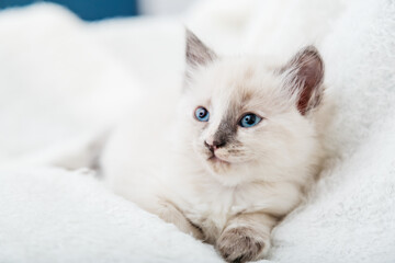 Fototapeta na wymiar White kitten with blue eyes. Portrait of beautiful fluffy white kitten. Cat, animal baby, kitten with big eyes lies on white plaid