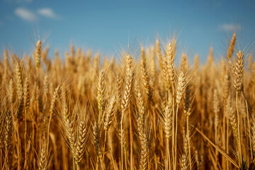 Fototapeta premium golden wheat field
