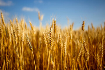 Fototapeta premium golden wheat field in summer