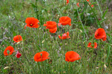 fleurs rouges des champs