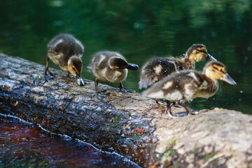 Duck with ducklings on the surface of the pond.