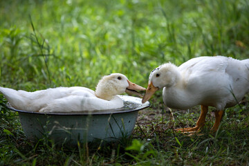 cheerful white ducks bathes in a bowl of water