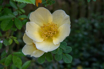 Yellow flower of Potentilla fructosa blooming in the spring