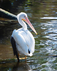 White Pelican bird stock photos. White Pelican close-up profile view standing in the water with fluffy white feathers wings enjoying the sun in its environment and habitat.  Image. Picture. Portrait.