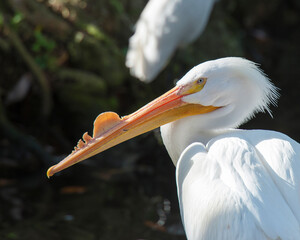 White Pelican bird stock photos.  White Pelican bird head close-up profile view displaying white feathers, body, beak, head, with blur background  in its habitat  Picture. Image. Portrait.