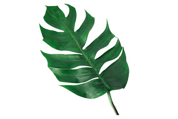 Monstera leaf, the tropical plant on white background with clipping path.