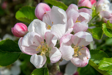 Naklejka na ściany i meble Pink and white apple blossom on a sunny spring day