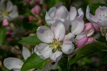 Obraz na płótnie Canvas Pink and white apple blossom on a sunny spring day