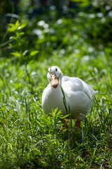 cheerful white duck in the green grass