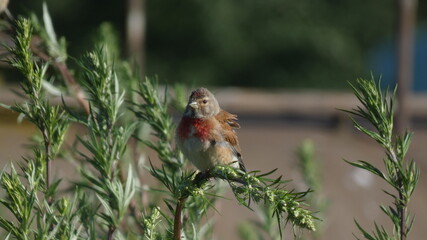 linnet on the grass