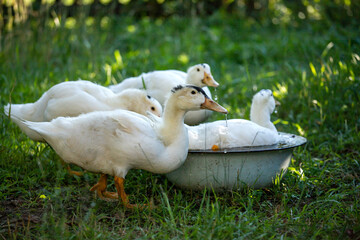 cheerful white duck bathes in a bowl of water