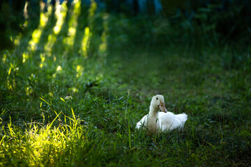 white duck in the green grass