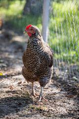 chicken on the farm