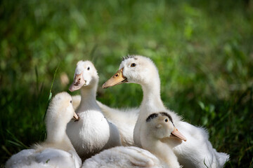 white ducks