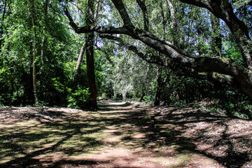 Un camino de tierra en un bosque 