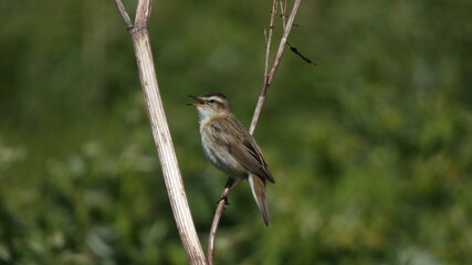 singing sedge warbler