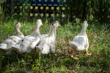 white ducks
