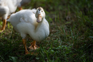 white duck on a green grass