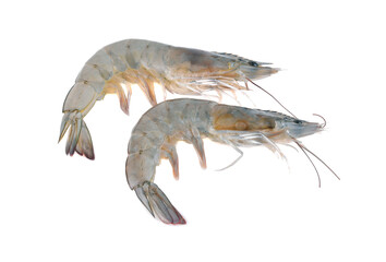  fresh shrimp prawn isolated on white background