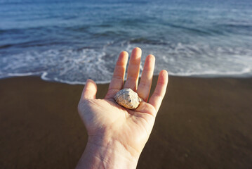 Seashell on a female hand on a seashore background. A woman holds a seashell on a background of ocean and sand. Close-up.