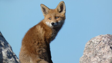red fox portrait