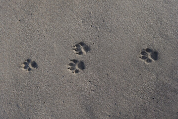Dog footprints in sand. Multiple dog paw prints in sand on a beach in Tenerife, Canary Islands, Spain.