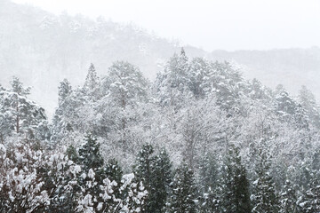 snow covered trees in winter