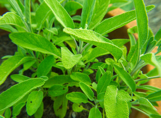 Green sage growing in a terra cotta pot. Garden view with fresh herbs and medicinal plant