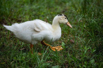 white duck on a green grass