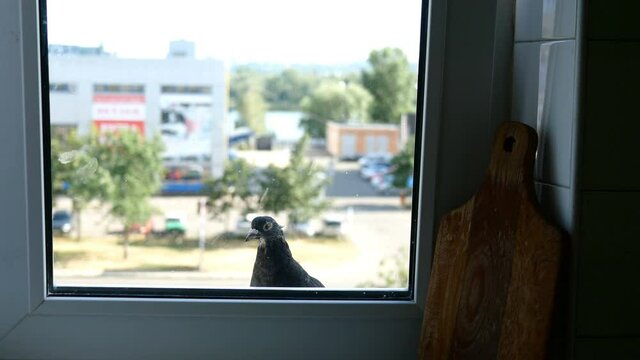 Funny curious dove walks along windowsill and looks through window into kitchen of city apartment in residential building. Medium plan.